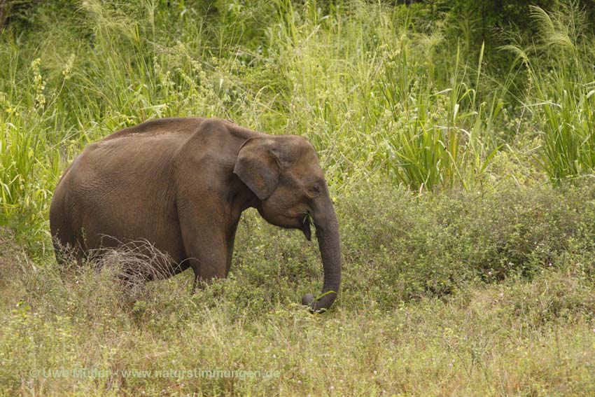 Asiatischer Elefant (Elephas maximus)