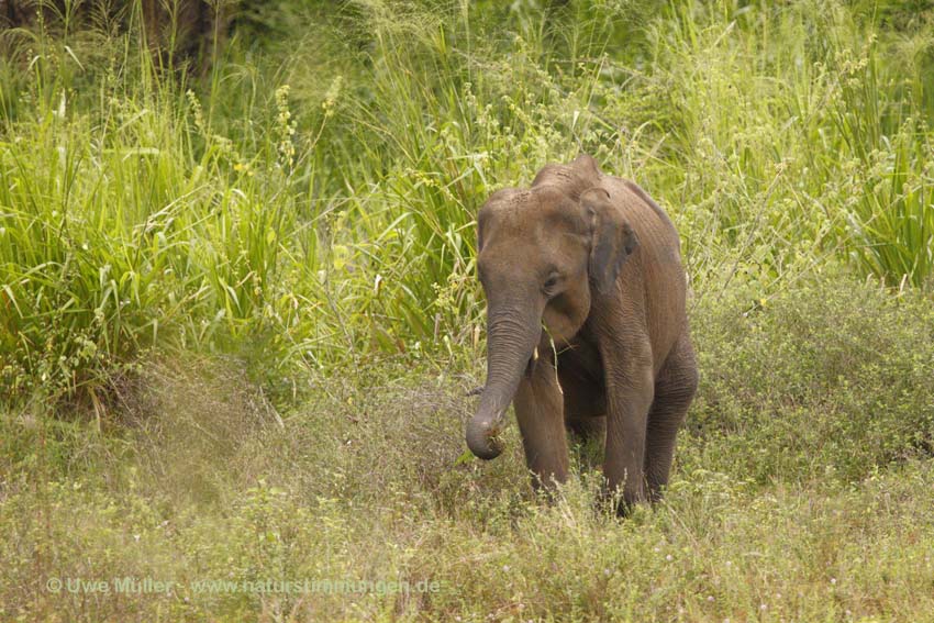 Asiatischer Elefant (Elephas maximus)