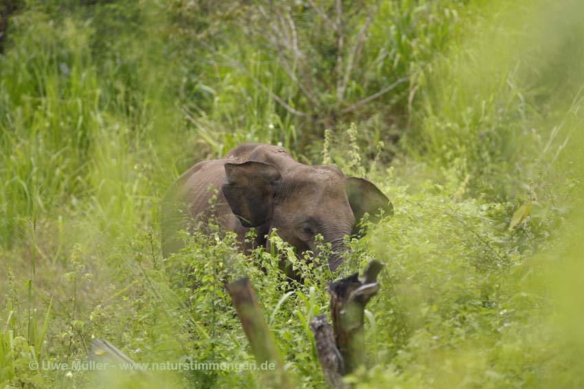 Asiatischer Elefant (Elephas maximus)