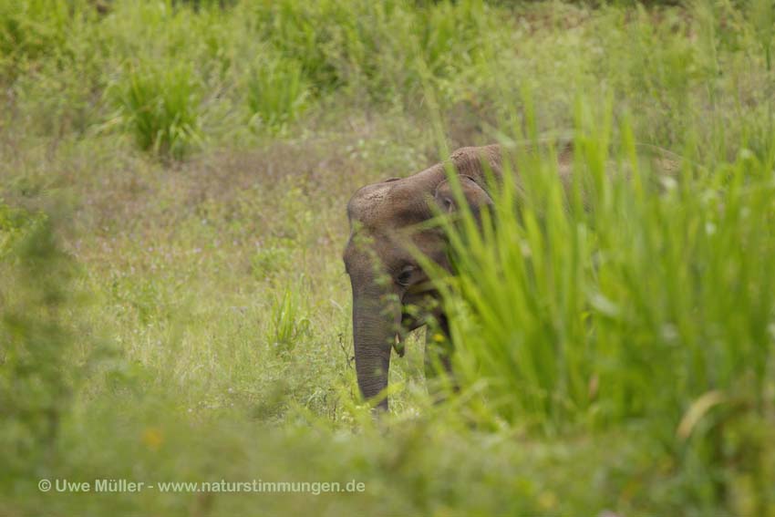 Asiatischer Elefant (Elephas maximus)