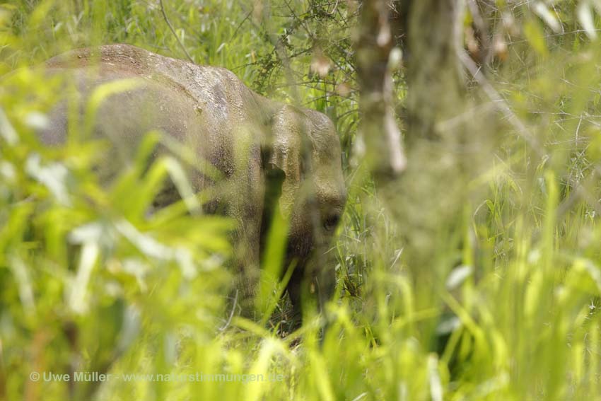 Asiatischer Elefant (Elephas maximus)