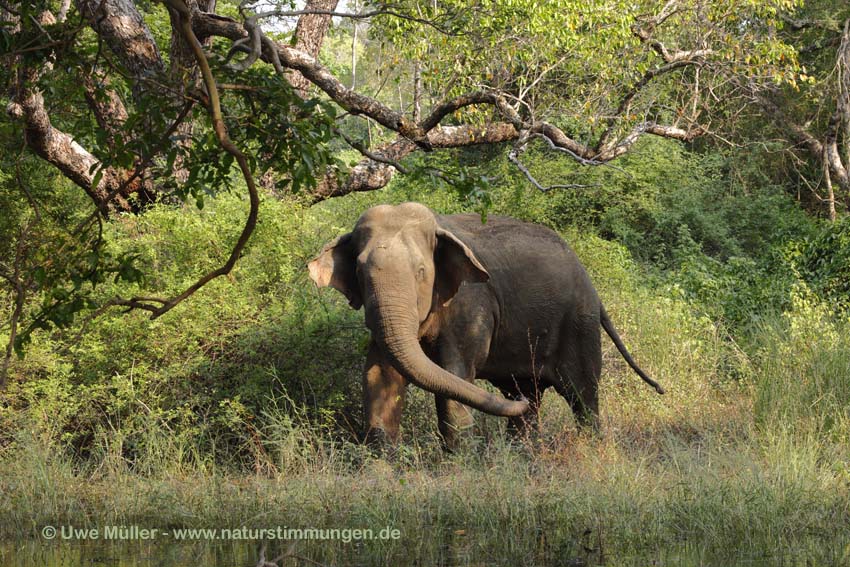 Asiatischer Elefant (Elephas maximus)