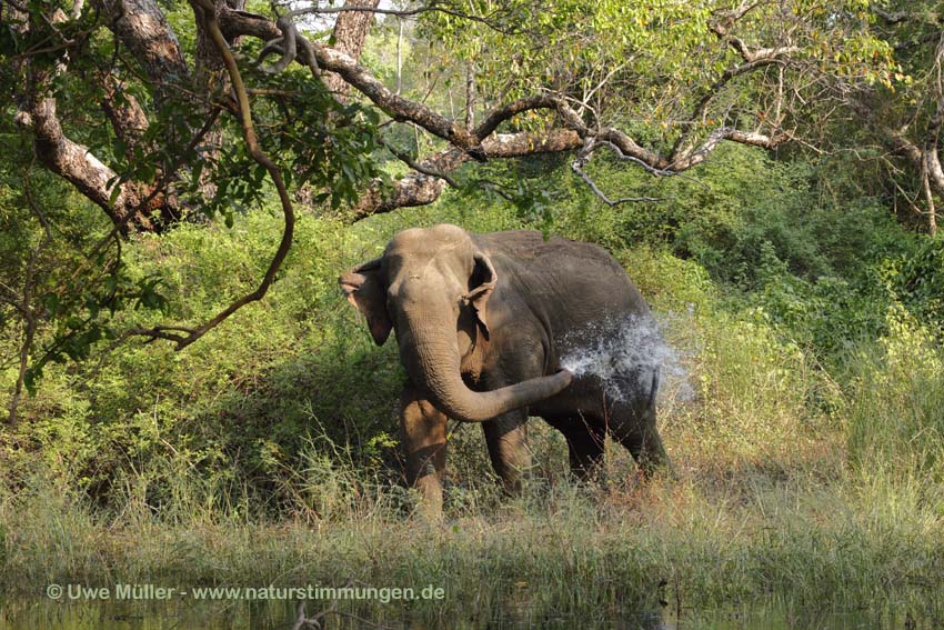 Asiatischer Elefant (Elephas maximus)