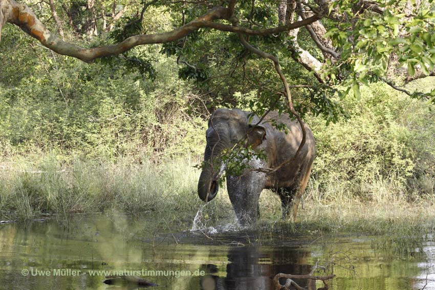 Asiatischer Elefant (Elephas maximus)