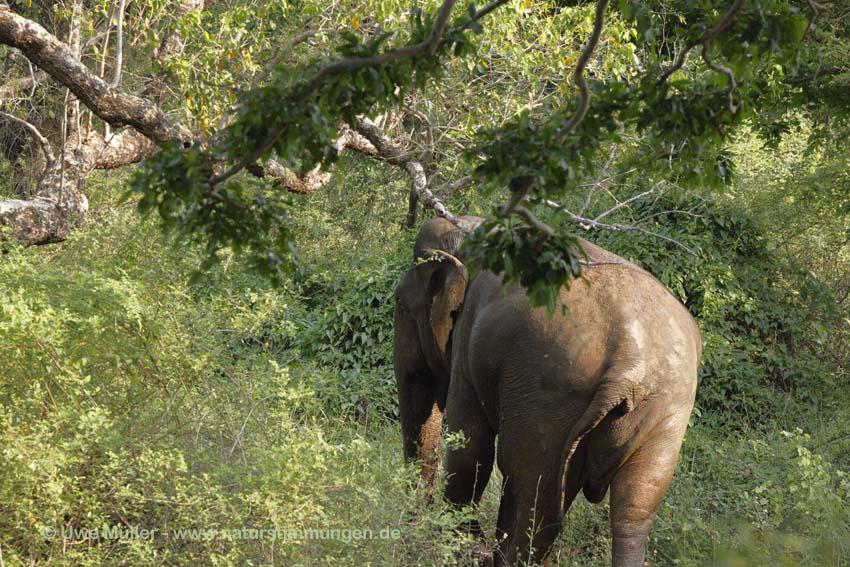 Asiatischer Elefant (Elephas maximus)