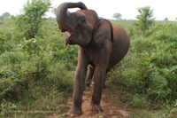 Asiatischer Elefant (Elephas maximus)