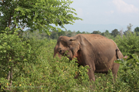 Asiatischer Elefant (Elephas maximus)