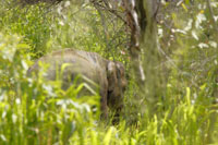 Asiatischer Elefant (Elephas maximus)