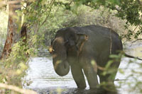 Asiatischer Elefant (Elephas maximus)