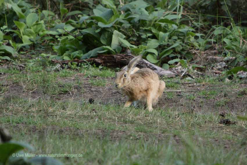 Feldhase (Lepus europaeus)