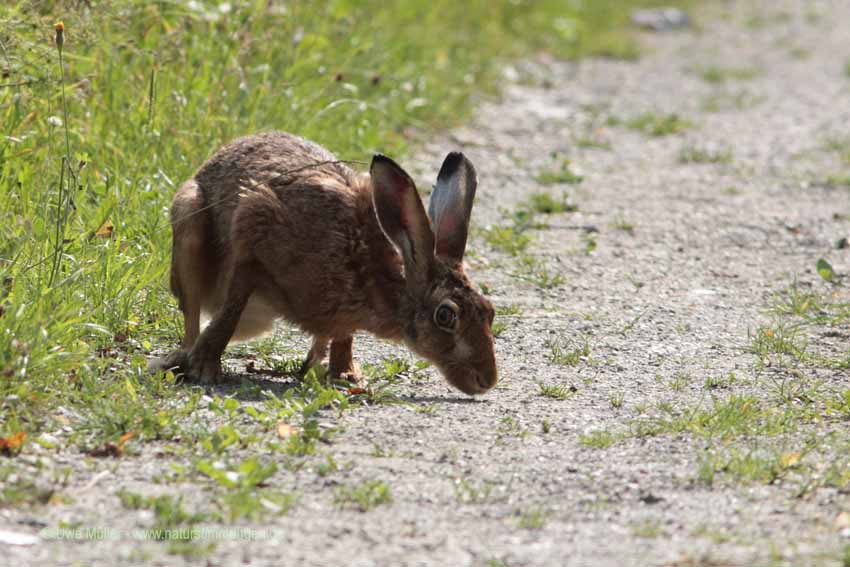 Feldhase (Lepus europaeus)