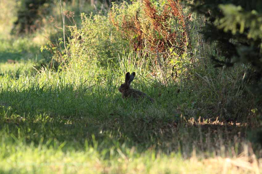 Feldhase (Lepus europaeus)