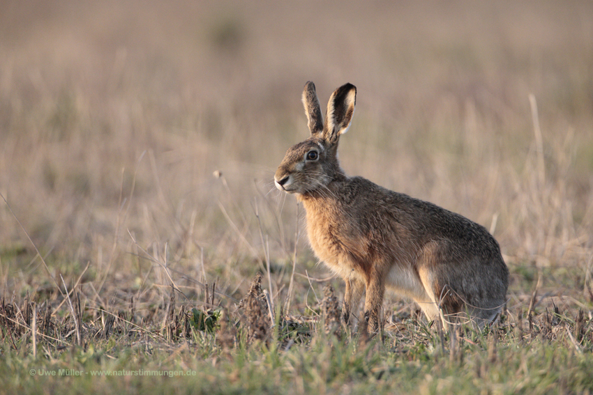 Feldhase (Lepus europaeus)