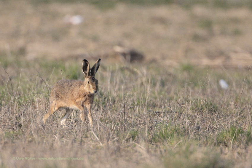 Feldhase (Lepus europaeus)