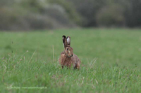 Feldhase (Lepus europaeus)