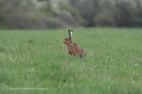 Feldhase (Lepus europaeus)