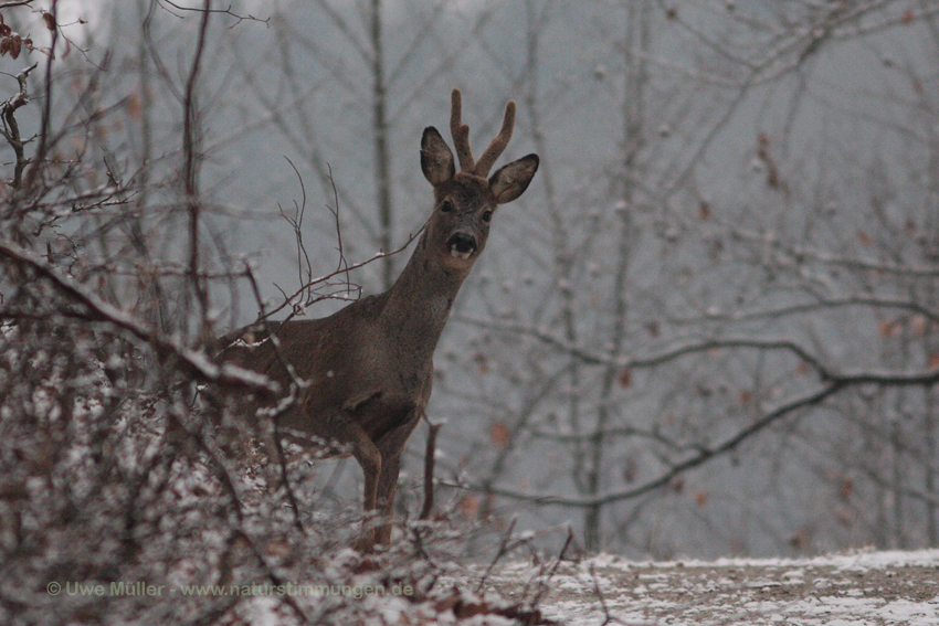 Reh (Capreolus capreolus)