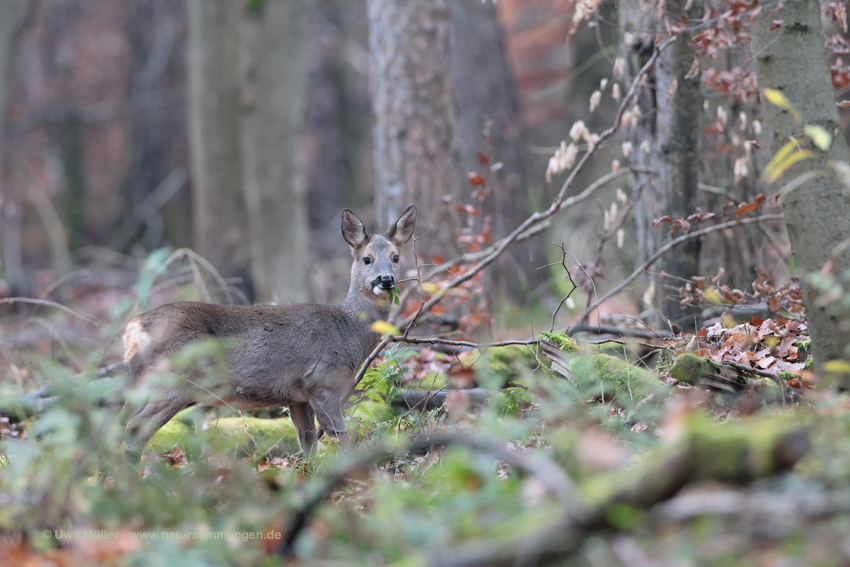 Reh (Capreolus capreolus)