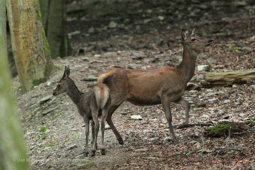 Rothirsch (Cervus elaphus)