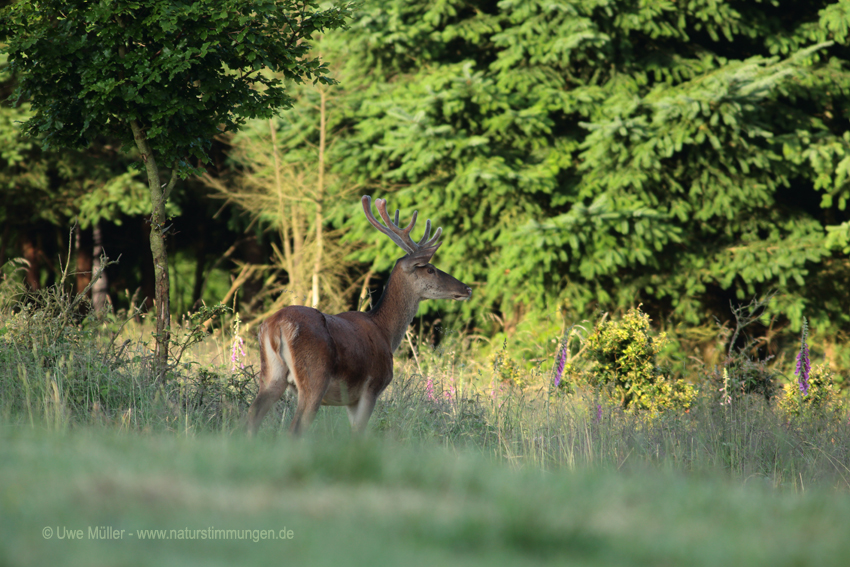 Rothirsch (Cervus elaphus)