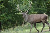 Rothirsch (Cervus elaphus)