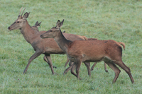 Rothirsch (Cervus elaphus)