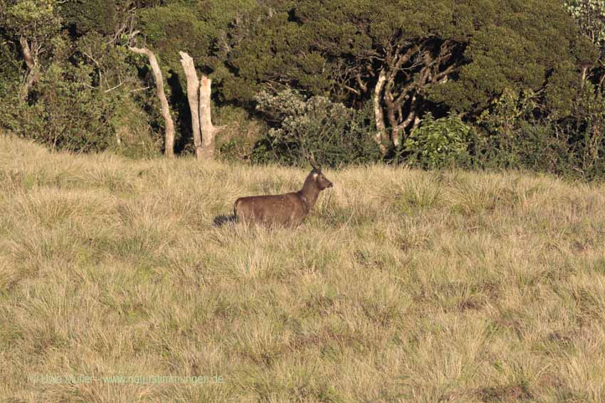 Sambar, auch Pferdehirsch (Cervus unicolor)