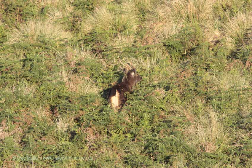 Sambar, auch Pferdehirsch (Cervus unicolor)