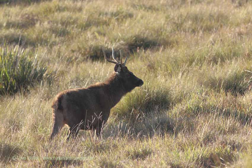 Sambar, auch Pferdehirsch (Cervus unicolor)