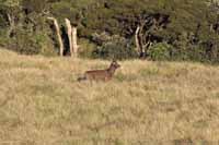 Sambar, auch Pferdehirsch (Cervus unicolor)