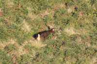 Sambar, auch Pferdehirsch (Cervus unicolor)