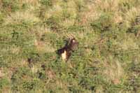 Sambar, auch Pferdehirsch (Cervus unicolor))