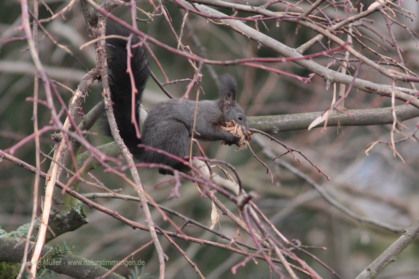 Eurasisches Eichhörnchen (Sciurus vulgaris)