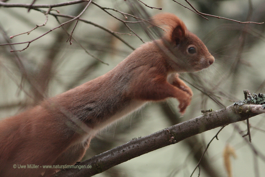 Eurasische Eichhörnchen (Sciurus vulgaris)