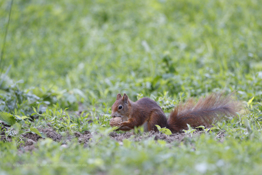 Eurasische Eichhörnchen (Sciurus vulgaris)