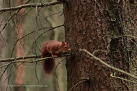 Eurasisches Eichhörnchen (Sciurus vulgaris)