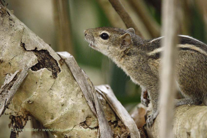 Indisches Palmenhörnchen (Funambulus palmarum)