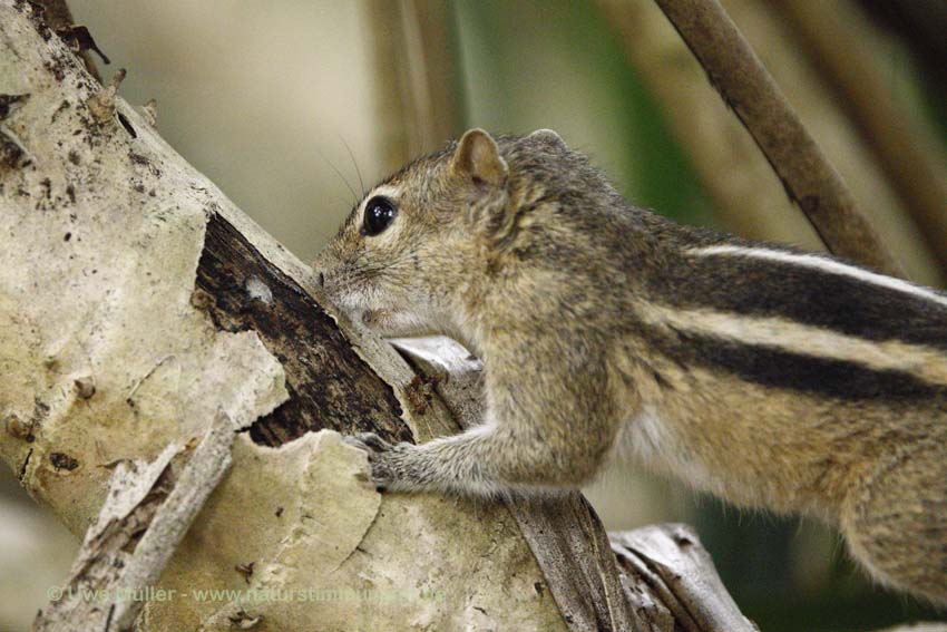 Indisches Palmenhörnchen (Funambulus palmarum)