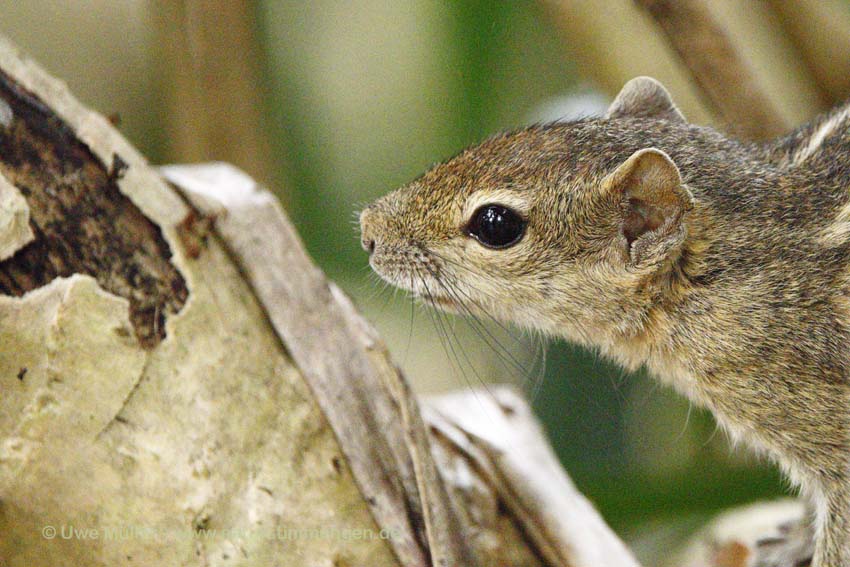 Indisches Palmenhörnchen (Funambulus palmarum)