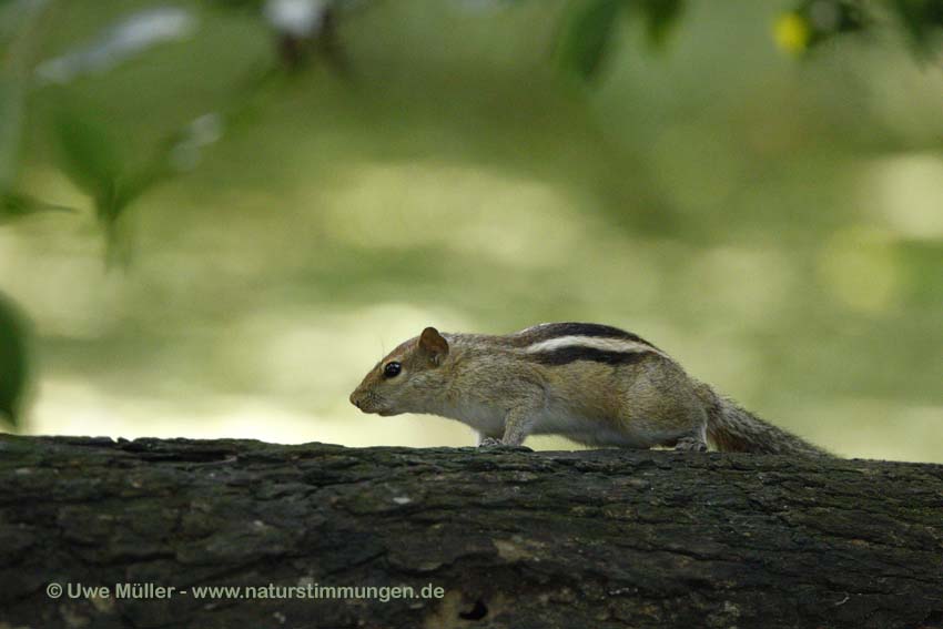 Indisches Palmenhörnchen (Funambulus palmarum)