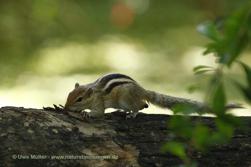 Indisches Palmenhörnchen (Funambulus palmarum)