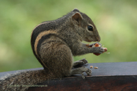 Indisches Palmenhörnchen (Funambulus palmarum)