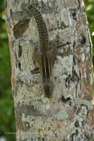 Indisches Palmenhörnchen (Funambulus palmarum)