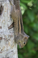 Indisches Palmenhörnchen (Funambulus palmarum)