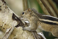 Indisches Palmenhörnchen (Funambulus palmarum)