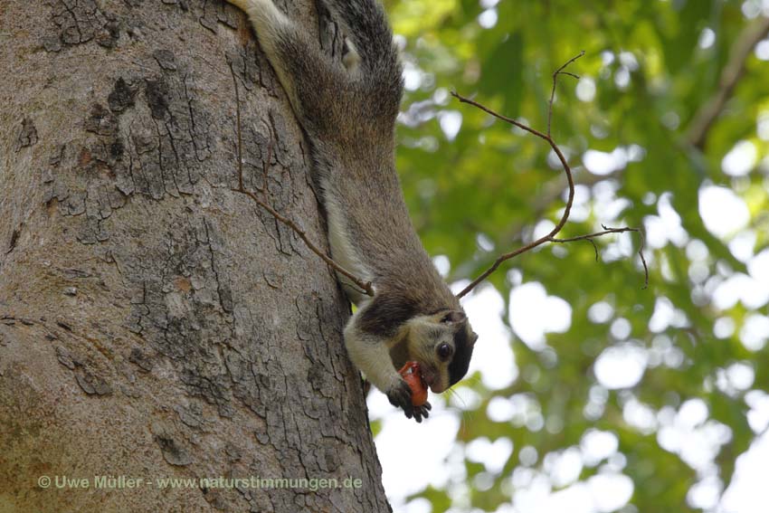 Sri Lanka Riesenhörnchen (Ratufa macroura)