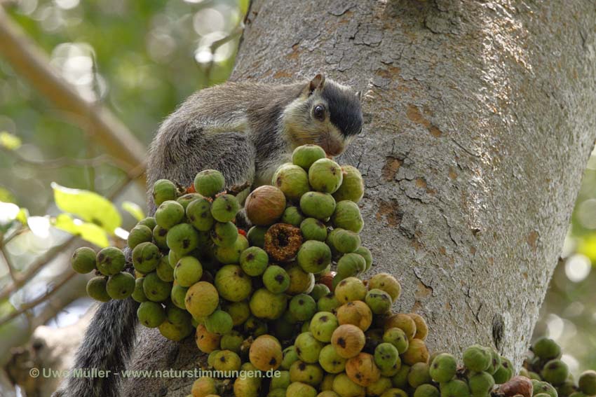 Sri Lanka Riesenhörnchen (Ratufa macroura)