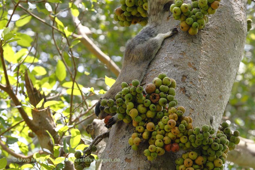 Sri Lanka Riesenhörnchen (Ratufa macroura)