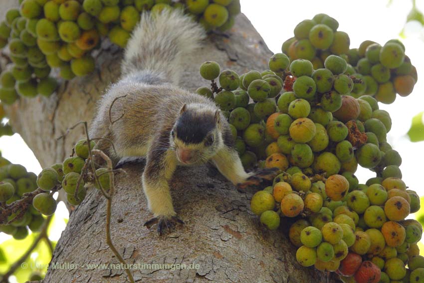 Sri Lanka Riesenhörnchen (Ratufa macroura)