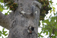 Sri Lanka Riesenhörnchen (Ratufa macroura)